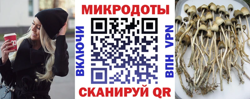 blacksprut вход  Гаджиево  Галлюциногенные грибы Cubensis  как найти закладки 